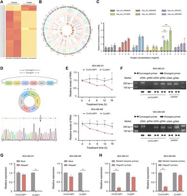 Huaier Induces Immunogenic Cell Death Via CircCLASP1/PKR/eIF2α Signaling Pathway in Triple Negative Breast Cancer